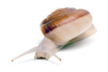 Cryptozona siamensis Thailand type 1 adult